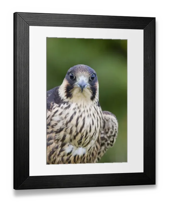 Framed Print : Peregrine Falcon (Falco peregrinus) juvenile, close-up of head and chest, with full crop after feeding, july (captive) Framed Print : Peregrine Falcon (Falco peregrinus) juvenile, close-up of head and chest, with full crop after feeding, july (captive)