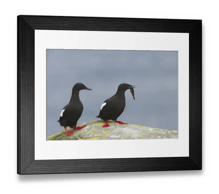 Framed Print : Black Guillemot (Cepphus grylle) adult pair, courting with fish in beak, standing on rock, Mousa Island, Shetland Islands, Scotland Framed Print : Black Guillemot (Cepphus grylle) adult pair, courting with fish in beak, standing on rock, Mousa Island, Shetland Islands, Scotland