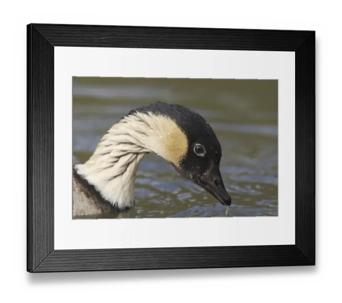 Framed Print : Hawaiian Goose (Branta sandvicensis) adult, close-up of head, swimming, Arundel W. W. T. (captive) Framed Print : Hawaiian Goose (Branta sandvicensis) adult, close-up of head, swimming, Arundel W. W. T. (captive)