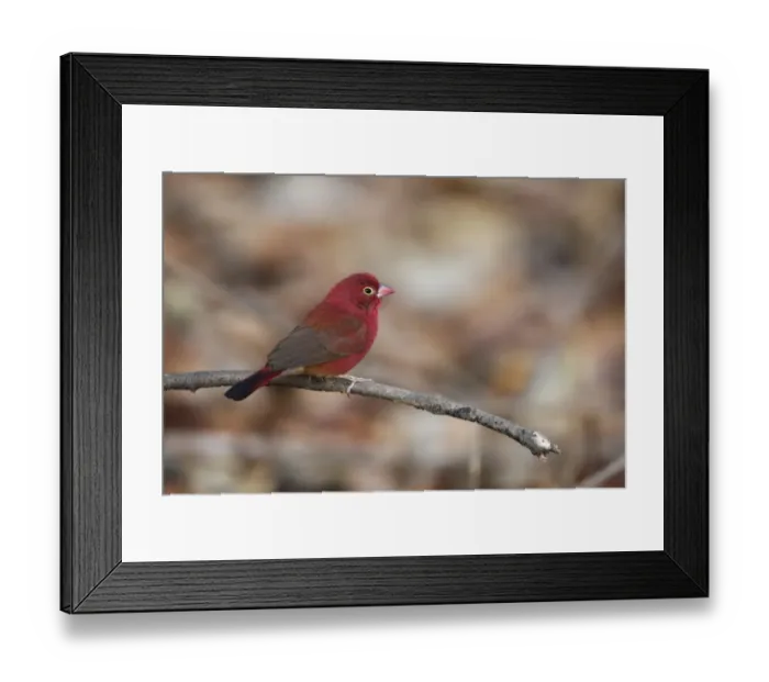 Framed Print : Red-billed Firefinch (Lagonosticta senegala) adult male, perched on twig, Gambia, january Framed Print : Red-billed Firefinch (Lagonosticta senegala) adult male, perched on twig, Gambia, january