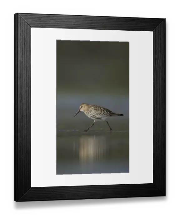 Framed Print : Dunlin (Calidris alpina) immature, running across shallow water on beach in evening, Shetland Islands, Scotland, september Framed Print : Dunlin (Calidris alpina) immature, running across shallow water on beach in evening, Shetland Islands, Scotland, september