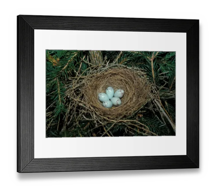 Framed Print : Bullfinch (P. pyrrhula) Nest & five eggs Framed Print : Bullfinch (P. pyrrhula) Nest & five eggs