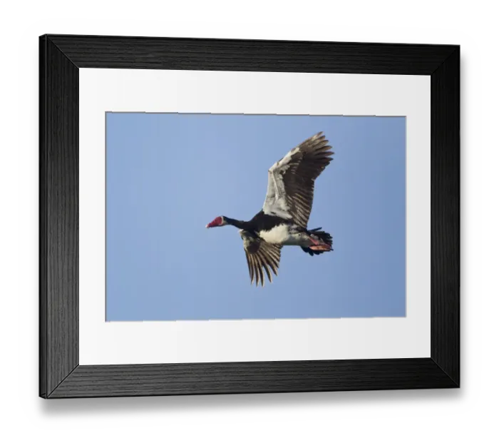 Framed Print : Spur-winged Goose (Plectropterus gambensis) adult, in flight, Okavango Delta, Botswana Framed Print : Spur-winged Goose (Plectropterus gambensis) adult, in flight, Okavango Delta, Botswana