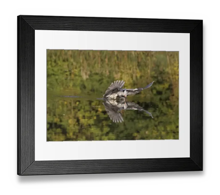 Framed Print : Grey Heron (Ardea cinerea) juvenile, feeding, striking at fish in water, Midlands, England, october (four of four in sequence) Framed Print : Grey Heron (Ardea cinerea) juvenile, feeding, striking at fish in water, Midlands, England, october (four of four in sequence)
