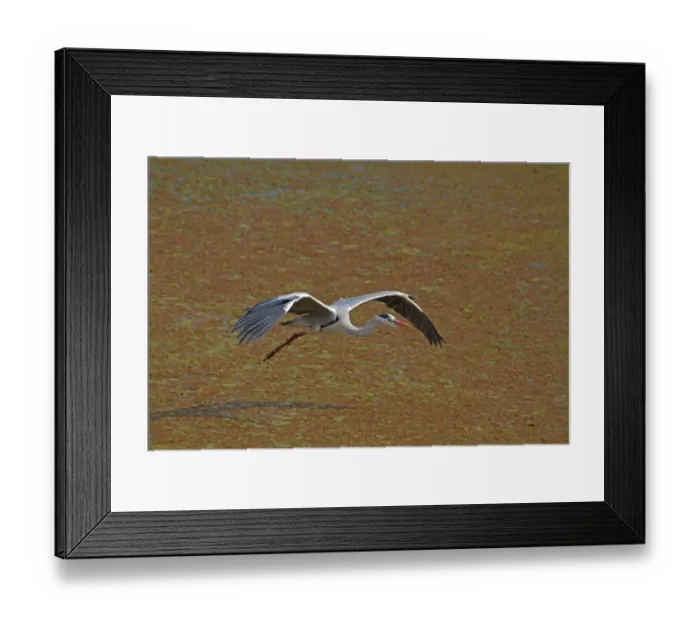 Framed Print : Grey Heron (Ardea cinerea) adult, in flight over water, Keoladeo Ghana N. P. (Bharatpur), Rajasthan, India Framed Print : Grey Heron (Ardea cinerea) adult, in flight over water, Keoladeo Ghana N. P. (Bharatpur), Rajasthan, India