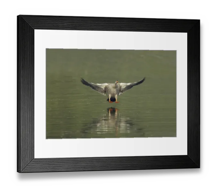 Framed Print : Spot-billed Duck (Anas poecilorhyncha poecilorhyncha) adult male, in flight, landing on water, Keoladeo Ghana N. P
