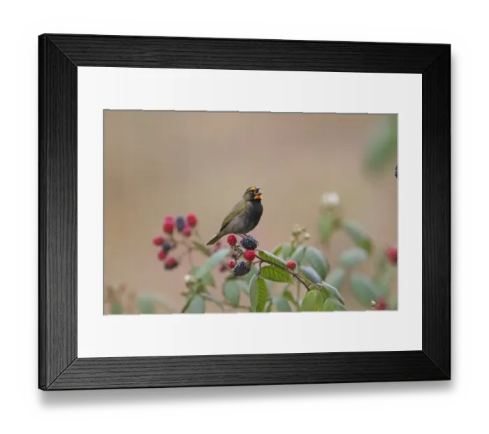 Framed Print : Yellow-faced Grassquit (Tiaris olivacea) adult male, singing, perched on blackberries, Costa Rica, february