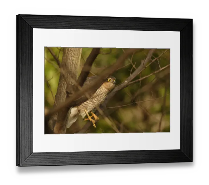 Framed Print : Eurasian Sparrowhawk (Accipiter nisus) immature, perched amongst branches in tree, England, january Framed Print : Eurasian Sparrowhawk (Accipiter nisus) immature, perched amongst branches in tree, England, january