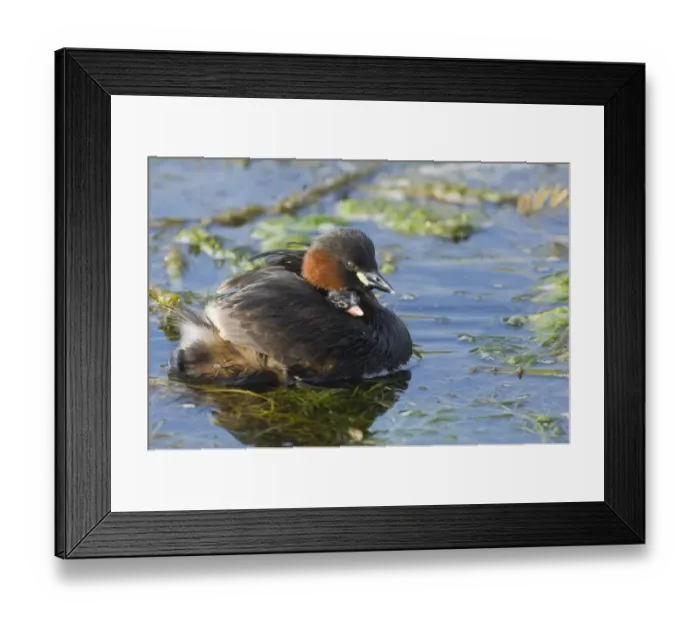Framed Print : Little Grebe (Tachybaptus ruficollis) adult, with chick riding on back, swimming, Cley, Norfolk, England, august Framed Print : Little Grebe (Tachybaptus ruficollis) adult, with chick riding on back, swimming, Cley, Norfolk, England, august