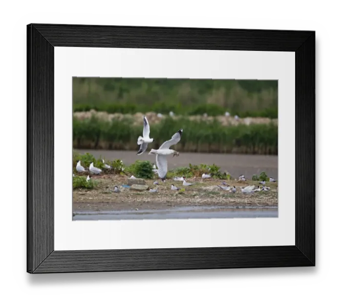 Framed Print : Herring Gull (Larus argentatus) adult, in flight, carrying Black-headed Gull (Larus ridibundus) chick in beak, being pursued by Black-headed Gull (Larus ridibundus) adult, over Common Tern (Sterna hirundo) nesting colony, Minsmere RSPB Reserve Framed Print : Herring Gull (Larus argentatus) adult, in flight, carrying Black-headed Gull (Larus ridibundus) chick in beak, being pursued by Black-headed Gull (Larus ridibundus) adult, over Common Tern (Sterna hirundo) nesting colony, Minsmere RSPB Reserve