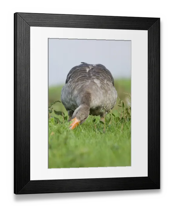 Framed Print : Greylag Goose (Anser anser) adult, feeding, grazing on grass, Cley, North Norfolk, England, summer Framed Print : Greylag Goose (Anser anser) adult, feeding, grazing on grass, Cley, North Norfolk, England, summer