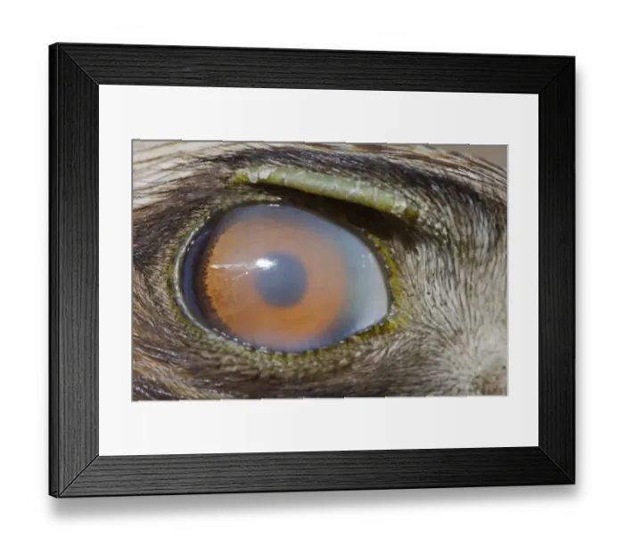 Framed Print : Booted Eagle (Hieraaetus pennatus) adult, close-up of eye with nictitating membrane, Spain, july Framed Print : Booted Eagle (Hieraaetus pennatus) adult, close-up of eye with nictitating membrane, Spain, july