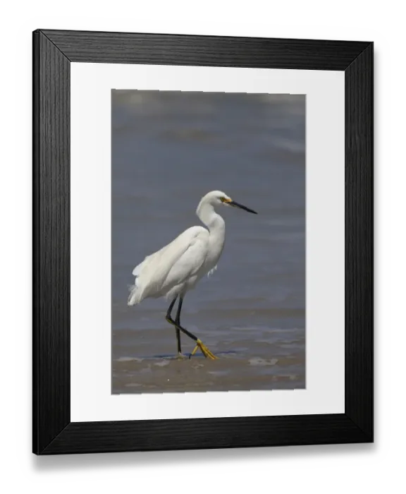 Framed Print : Snowy Egret (Egretta thula) adult, breeding plumage, walking along tideline on beach, Ilha do Mel, Parana, Brazil Framed Print : Snowy Egret (Egretta thula) adult, breeding plumage, walking along tideline on beach, Ilha do Mel, Parana, Brazil