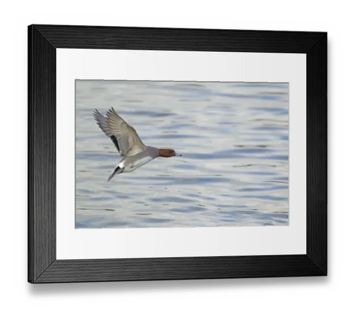 Framed Print : Eurasian Wigeon (Anas penelope) adult male, in flight, taking off from water, Caerlaverock W. W. T. Dumfries, Scotland, november Framed Print : Eurasian Wigeon (Anas penelope) adult male, in flight, taking off from water, Caerlaverock W. W. T. Dumfries, Scotland, november