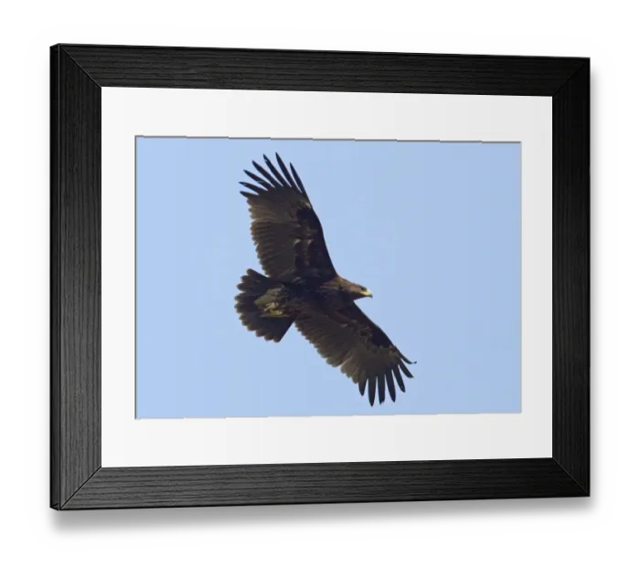 Framed Print : Greater Spotted Eagle (Aquila clanga) immature, first winter plumage, in flight, Northern India, january Framed Print : Greater Spotted Eagle (Aquila clanga) immature, first winter plumage, in flight, Northern India, january
