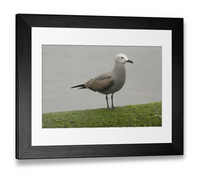 Framed Print : Grey Gull (Leucophaeus modestus) immature, standing on algae, Valparaiso, Central Chile, november Framed Print : Grey Gull (Leucophaeus modestus) immature, standing on algae, Valparaiso, Central Chile, november