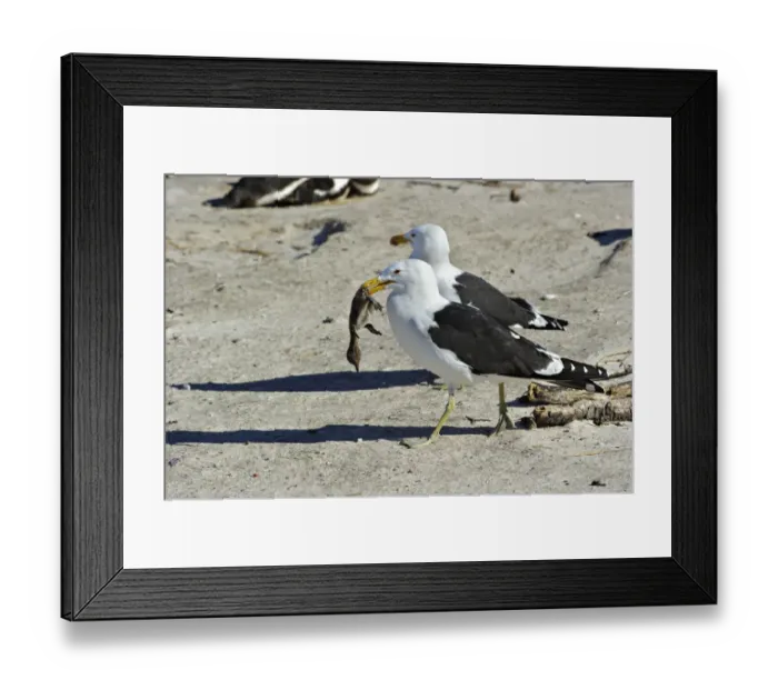Framed Print : Cape Gull (Larus dominicanus vetula) two adults, feeding on Jackass Penguin (Sphensicus demersus) chick, walking on beach, Simonstown, Western Cape, South Africa Framed Print : Cape Gull (Larus dominicanus vetula) two adults, feeding on Jackass Penguin (Sphensicus demersus) chick, walking on beach, Simonstown, Western Cape, South Africa