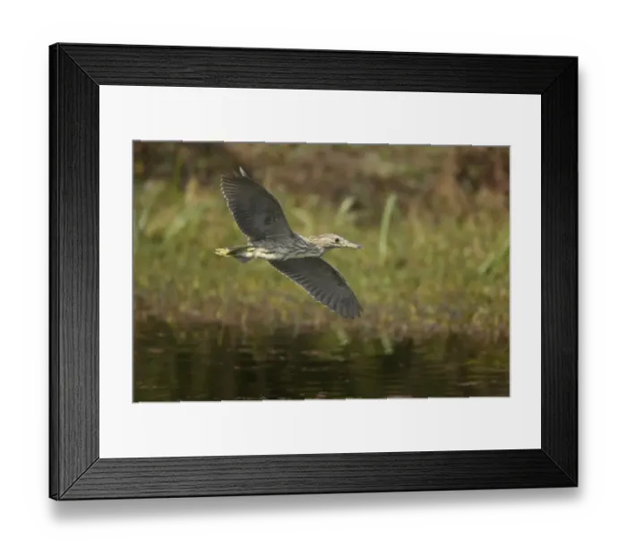 Framed Print : Black-crowned Night-heron (Nycticorax nyctocorax) juvenile, in flight over water, Keoladeo Ghana N. P. (Bharatpur), Rajasthan, India Framed Print : Black-crowned Night-heron (Nycticorax nyctocorax) juvenile, in flight over water, Keoladeo Ghana N. P. (Bharatpur), Rajasthan, India