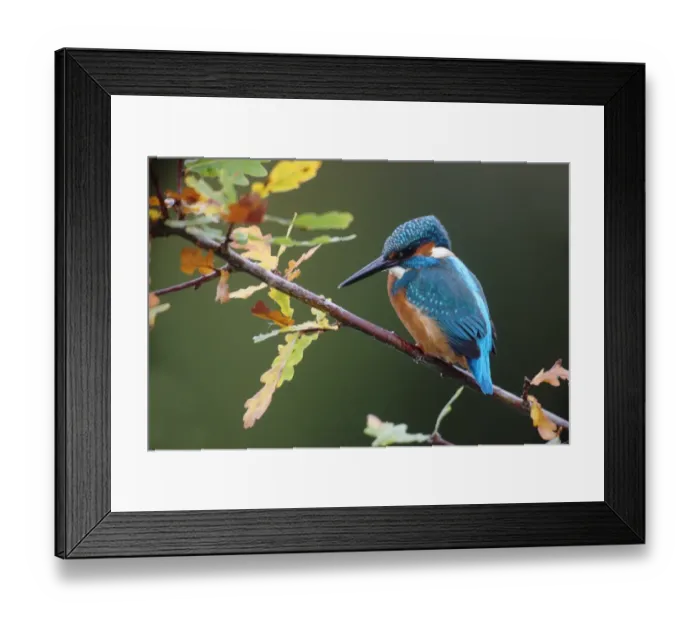 Framed Print : Common Kingfisher (Alcedo atthis) adult, perched on oak twig with autumn coloured leaves, Worcestershire, England, october