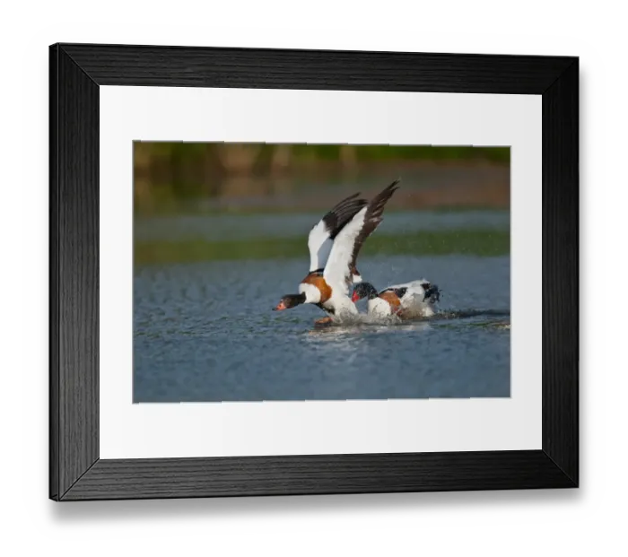 Framed Print : Common Shelduck (Tadorna tadorna) adult male attacking immature, in territorial dispute on water, Norfolk, England, may Framed Print : Common Shelduck (Tadorna tadorna) adult male attacking immature, in territorial dispute on water, Norfolk, England, may