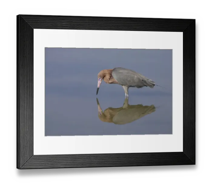 Framed Print : Reddish Egret (Egretta rufescens) adult, fishing in shallow water with reflection, Estero Lagoon, Florida, U. S. A Framed Print : Reddish Egret (Egretta rufescens) adult, fishing in shallow water with reflection, Estero Lagoon, Florida, U. S. A