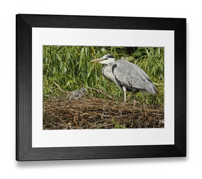 Framed Print : Grey Heron (Ardea cinerea) adult with chick, at nest in tree, Midlands, England, april Framed Print : Grey Heron (Ardea cinerea) adult with chick, at nest in tree, Midlands, England, april