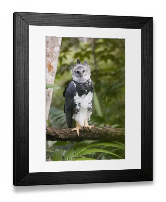 Framed Print : Harpy Eagle (Harpia harpyja) adult, perched on branch, reintroduction program, Panama Framed Print : Harpy Eagle (Harpia harpyja) adult, perched on branch, reintroduction program, Panama