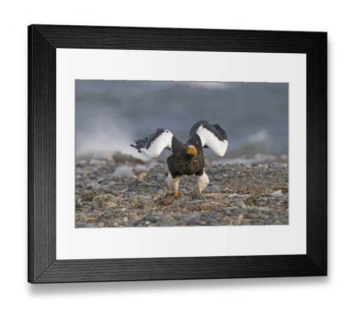 Framed Print : Steller's Sea-eagle (Haliaeetus pelagicus) adult, taking off from beach, Shiretoko Peninsula, Hokkaido, Japan, winter Framed Print : Steller's Sea-eagle (Haliaeetus pelagicus) adult, taking off from beach, Shiretoko Peninsula, Hokkaido, Japan, winter
