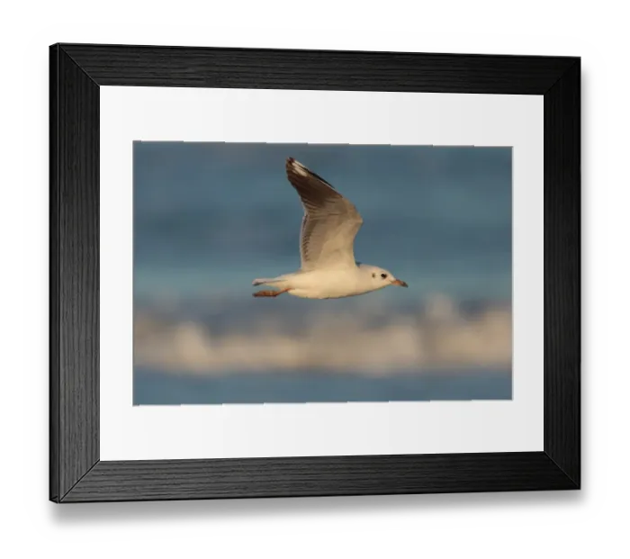 Framed Print : Grey-headed Gull (Larus cirrocephalus) immature, first winter plumage, in flight over shore, Rincon de Cobo, Buenos Aires Province, Argentina, april