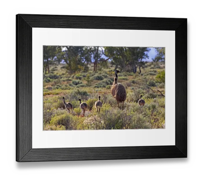Framed Print : Emu (Dromaius novaehollandiae) adult male with chicks, standing in vegetation, New South Wales, Australia Framed Print : Emu (Dromaius novaehollandiae) adult male with chicks, standing in vegetation, New South Wales, Australia