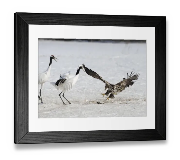 Framed Print : White-tailed Eagle (Haliaeetus albicilla) immature, in flight, stealing fish from Japanese Red-crowned Crane (Grus japonensis) adults, in snow, Akan, Hokkaido, Japan, winter Framed Print : White-tailed Eagle (Haliaeetus albicilla) immature, in flight, stealing fish from Japanese Red-crowned Crane (Grus japonensis) adults, in snow, Akan, Hokkaido, Japan, winter