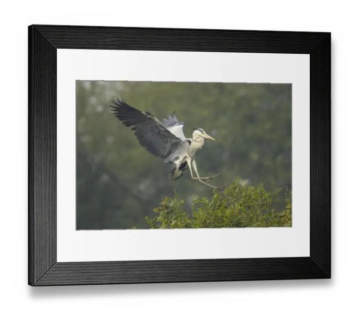 Framed Print : Grey Heron (Ardea cinerea) adult, in flight, landing in tree, Keoladeo Ghana N. P. (Bharatpur), Rajasthan, India Framed Print : Grey Heron (Ardea cinerea) adult, in flight, landing in tree, Keoladeo Ghana N. P. (Bharatpur), Rajasthan, India
