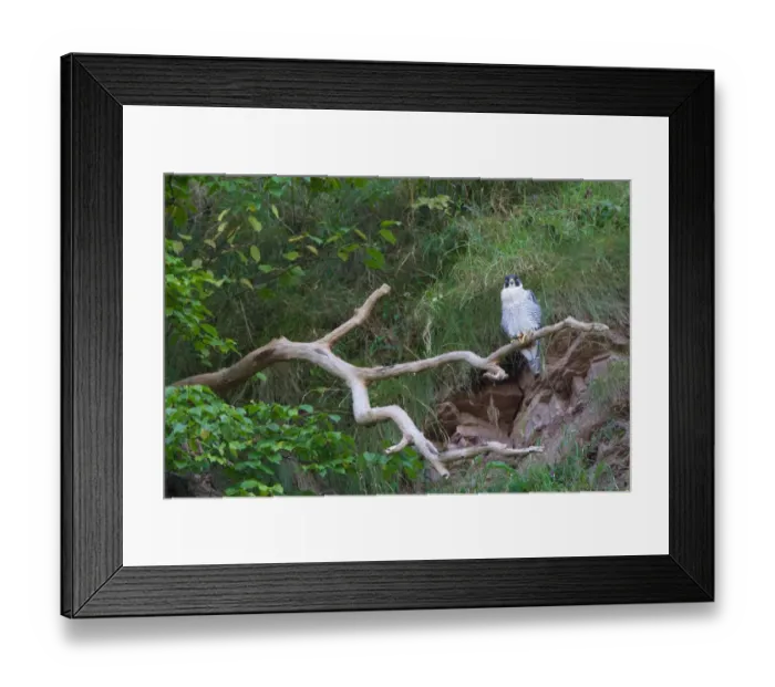 Framed Print : Peregrine Falcon (Falco peregrinus) adult, perched on dead branch, Berwickshire, Scottish Borders, Scotland, september Framed Print : Peregrine Falcon (Falco peregrinus) adult, perched on dead branch, Berwickshire, Scottish Borders, Scotland, september