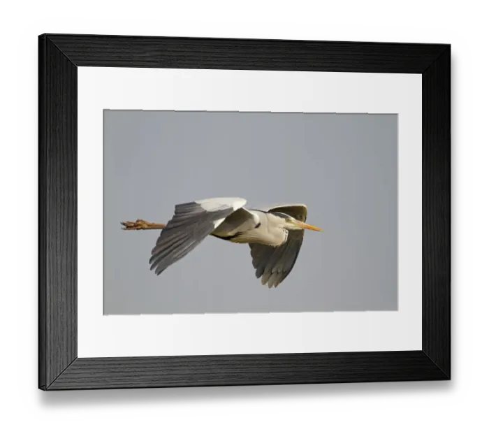 Framed Print : Grey Heron (Ardea cinerea) adult, in flight, Keoladeo Ghana N. P. (Bharatpur), Rajasthan, India Framed Print : Grey Heron (Ardea cinerea) adult, in flight, Keoladeo Ghana N. P. (Bharatpur), Rajasthan, India