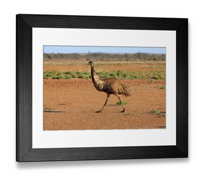Framed Print : Emu (Dromaius novaehollandiae) adult, walking on bare ground, Sturt N. P. New South Wales, Australia Framed Print : Emu (Dromaius novaehollandiae) adult, walking on bare ground, Sturt N. P. New South Wales, Australia
