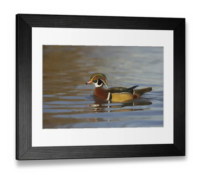 Framed Print : Wood Duck (Aix sponsa) adult male, swimming, Slimbridge W. W. T. (captive) Framed Print : Wood Duck (Aix sponsa) adult male, swimming, Slimbridge W. W. T. (captive)