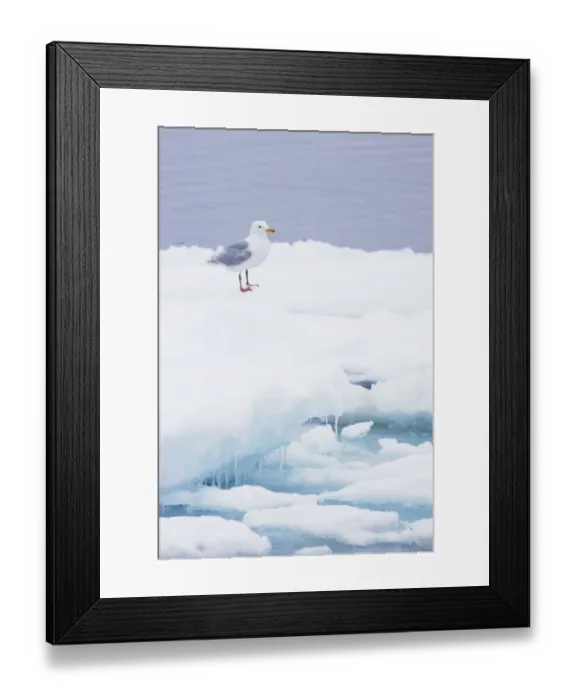 Framed Print : Glaucous Gull (Larus hyperboreus) adult, summer plumage, standing on iceberg, Spitsbergen, Svalbard Framed Print : Glaucous Gull (Larus hyperboreus) adult, summer plumage, standing on iceberg, Spitsbergen, Svalbard