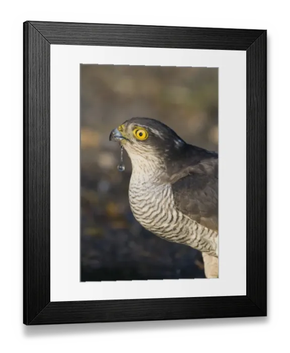 Framed Print : Eurasian Sparrowhawk (Accipiter nisus) adult female, drinking at pool, Norfolk, England, april Framed Print : Eurasian Sparrowhawk (Accipiter nisus) adult female, drinking at pool, Norfolk, England, april