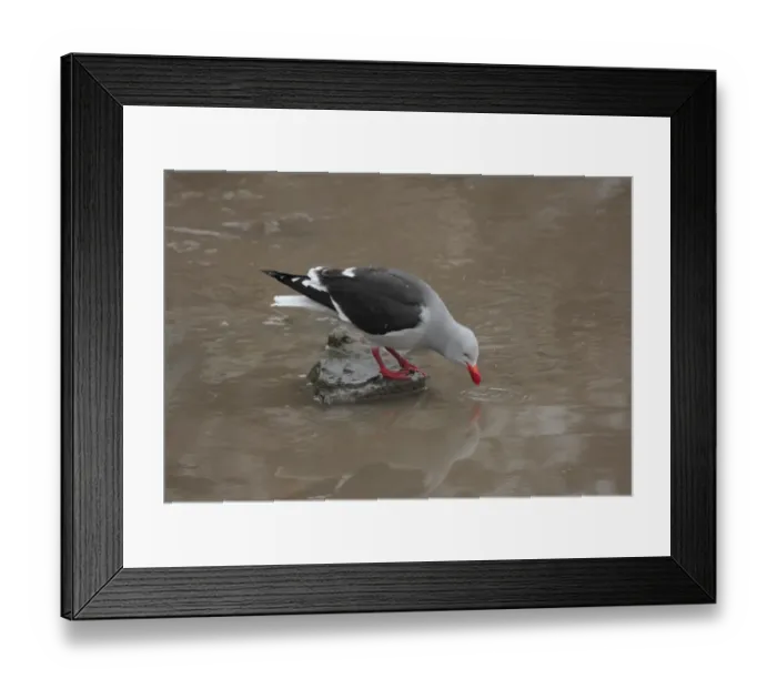 Framed Print : Dolphin Gull (Larus scoresbii) adult, standing on rock in water, Ushuaia, Tierra del Fuego, Argentina, august Framed Print : Dolphin Gull (Larus scoresbii) adult, standing on rock in water, Ushuaia, Tierra del Fuego, Argentina, august