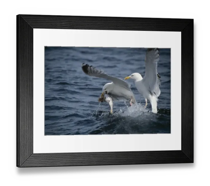 Framed Print : Herring Gull (Larus argentatus) two adults, summer plumage, in flight, taking off from water with fish in beak, North Sea Framed Print : Herring Gull (Larus argentatus) two adults, summer plumage, in flight, taking off from water with fish in beak, North Sea