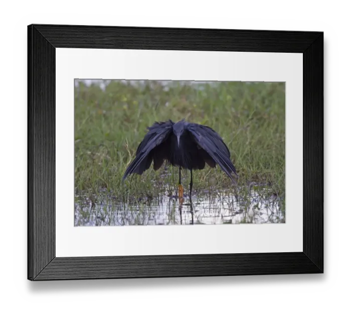 Framed Print : Black Heron (Egretta ardesiaca) adult, fishing in pool, Okavango Delta, Botswana Framed Print : Black Heron (Egretta ardesiaca) adult, fishing in pool, Okavango Delta, Botswana