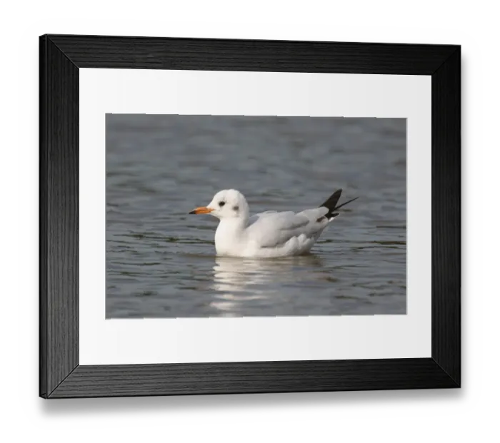 Framed Print : Brown-hooded Gull (Larus maculipennis) subadult, winter plumage, swimming, Costanera Sur, Rio de la Plata, Buenos Aires Province, Argentina, august Framed Print : Brown-hooded Gull (Larus maculipennis) subadult, winter plumage, swimming, Costanera Sur, Rio de la Plata, Buenos Aires Province, Argentina, august