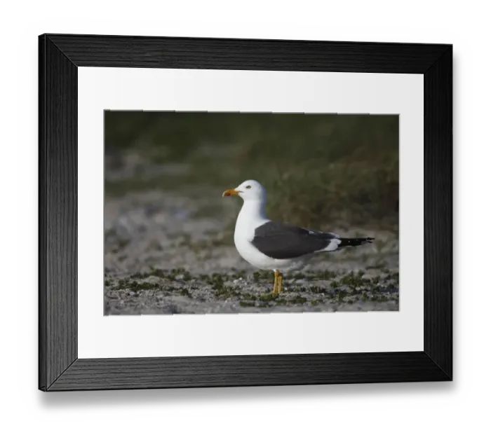 Framed Print : Lesser Black-backed Gull (Larus fuscus) adult, summer plumage, standing on beach, Heligoland, Schleswig-Holstein, Germany, may Framed Print : Lesser Black-backed Gull (Larus fuscus) adult, summer plumage, standing on beach, Heligoland, Schleswig-Holstein, Germany, may