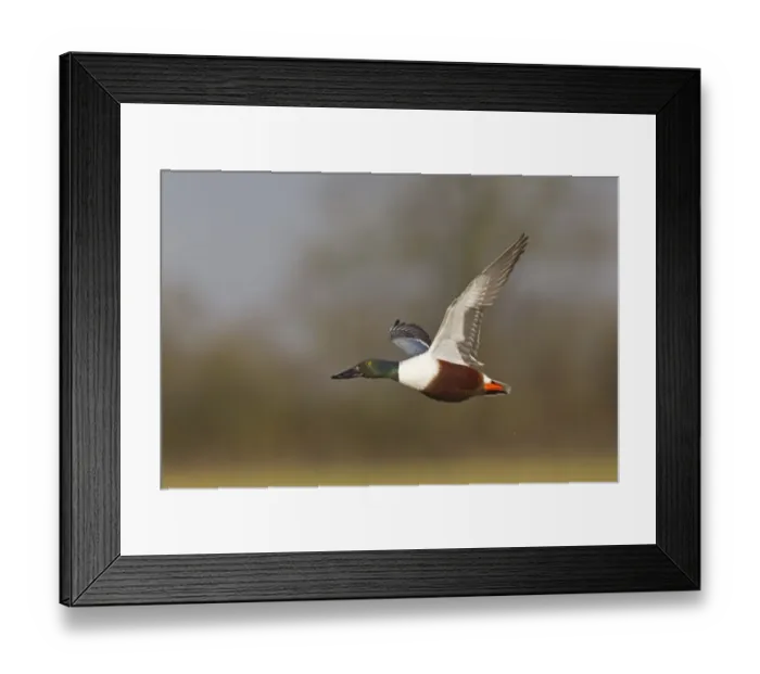 Framed Print : Northern Shoveler (Anas clypeata) adult male, in flight, Slimbridge, Gloucestershire, England, february Framed Print : Northern Shoveler (Anas clypeata) adult male, in flight, Slimbridge, Gloucestershire, England, february