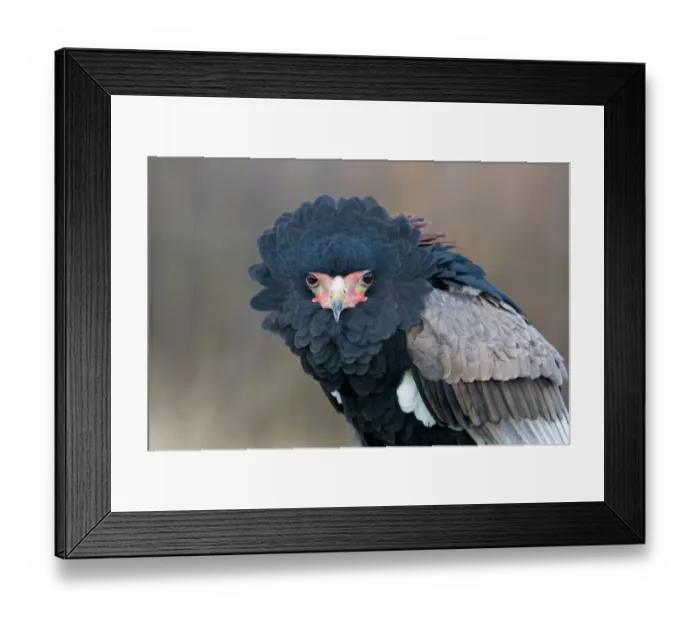 Framed Print : Bateleur Eagle (Terathopius ecaudatus) adult, close-up of head (captive) Framed Print : Bateleur Eagle (Terathopius ecaudatus) adult, close-up of head (captive)