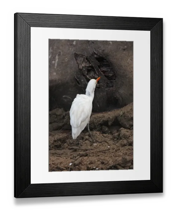 Framed Print : Eastern Cattle Egret (Bubulcus ibis coromandus) adult, feeding on wounds of live but paralysed Wild Water Buffalo (Bubalis arnee) wounded by Indian Tiger (Panthera tigris tigris), Kaziranga N. P. Assam, India, january