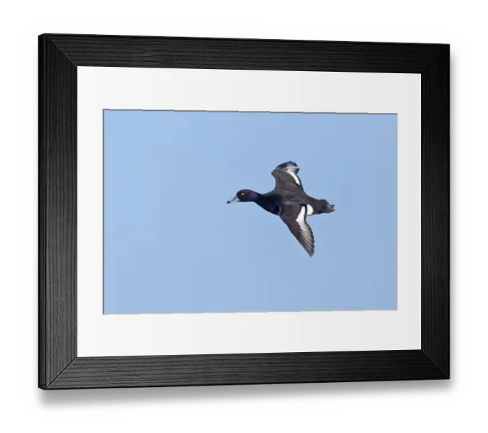 Framed Print : Tufted Duck (Aythya fuligula) adult male, in flight, Slimbridge, Gloucestershire, England, january Framed Print : Tufted Duck (Aythya fuligula) adult male, in flight, Slimbridge, Gloucestershire, England, january