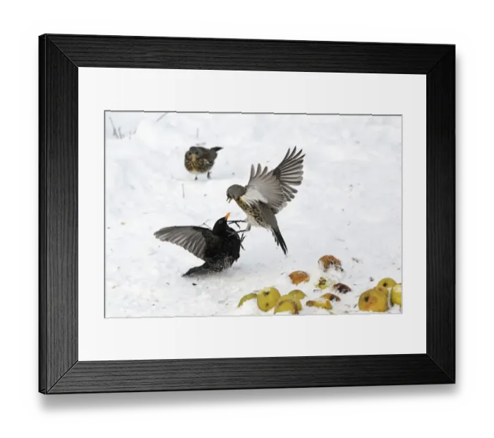 Framed Print : Fieldfare (Turdus pilaris) and European Blackbird (Turdus merula) adults, fighting over apples in snow, West Midlands, England, december Framed Print : Fieldfare (Turdus pilaris) and European Blackbird (Turdus merula) adults, fighting over apples in snow, West Midlands, England, december