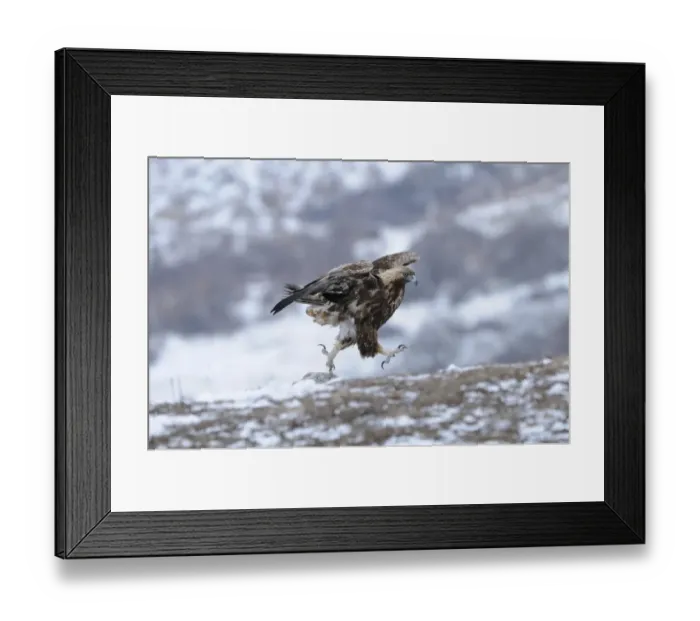 Framed Print : Golden Eagle (Aquila chrysaetos) adult, running across snow covered ground, Carpathian Mountains, Bulgaria, winter Framed Print : Golden Eagle (Aquila chrysaetos) adult, running across snow covered ground, Carpathian Mountains, Bulgaria, winter