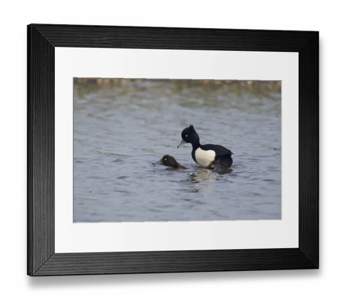Framed Print : Tufted Duck (Aythya fuligula) adult pair, mating in water, Minsmere RSPB Reserve, Suffolk, England, april Framed Print : Tufted Duck (Aythya fuligula) adult pair, mating in water, Minsmere RSPB Reserve, Suffolk, England, april